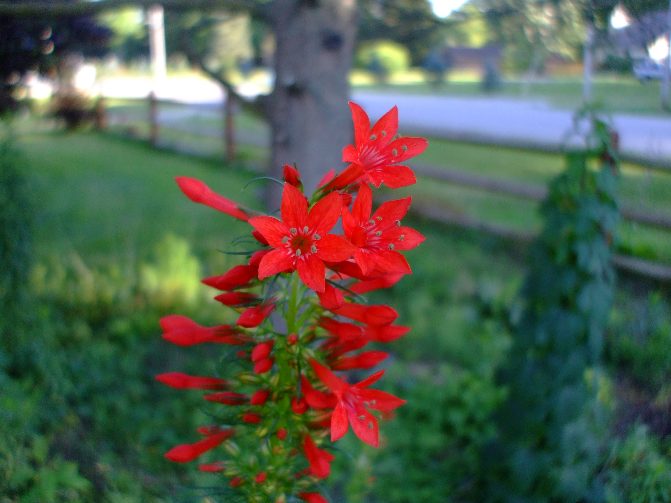 Ipomopsis rubra